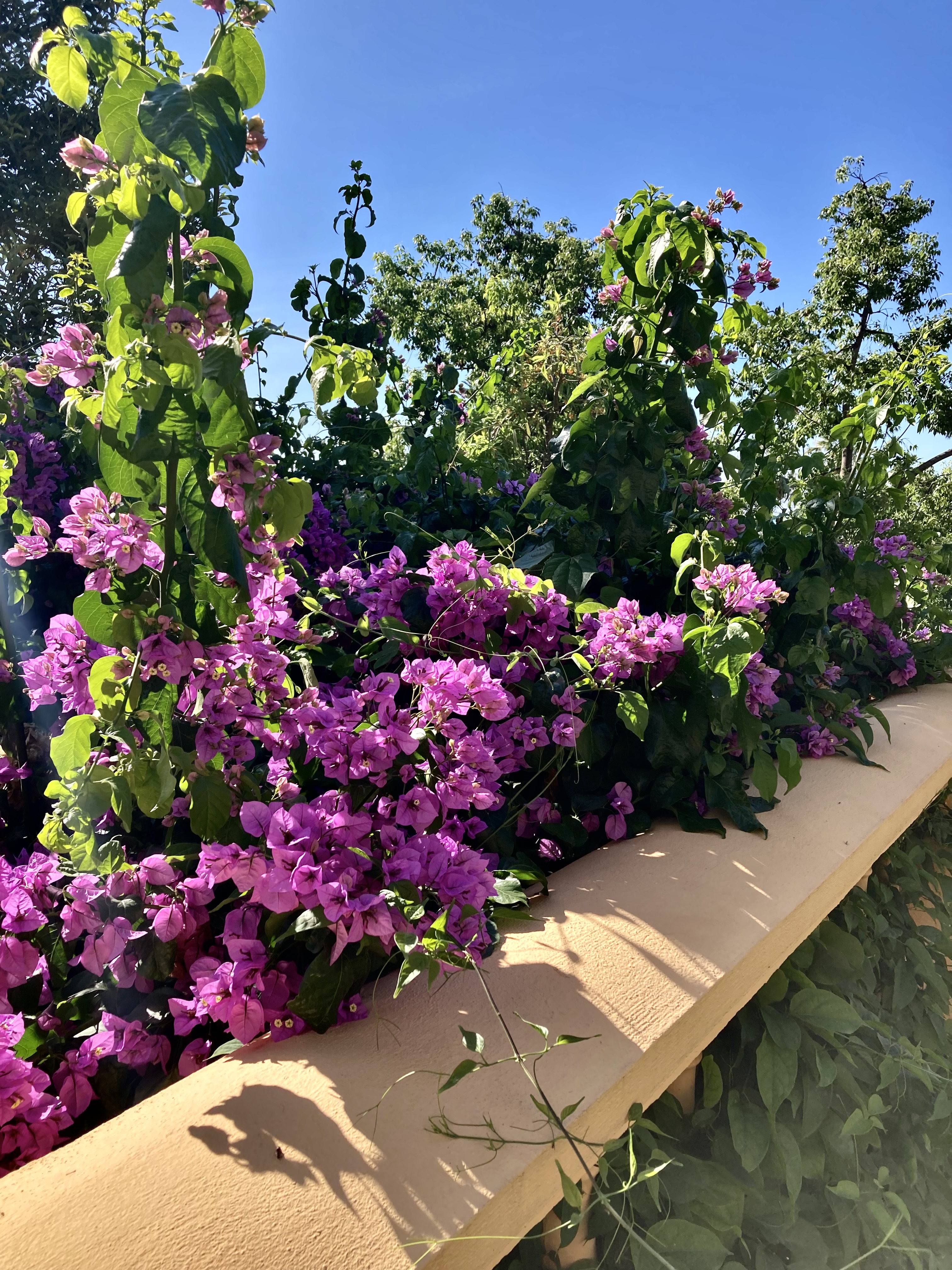 Bougainvillea on a wall